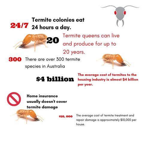 Does State Farm Home Insurance Cover Termite Damage